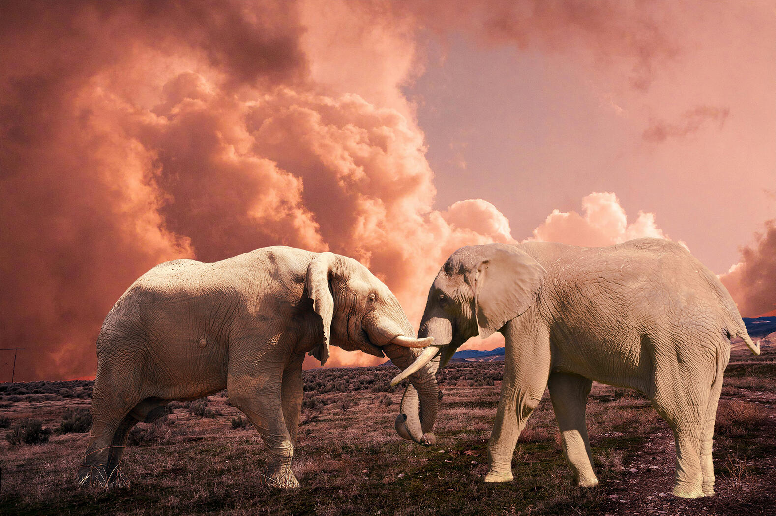 Elephants intertwined trunks